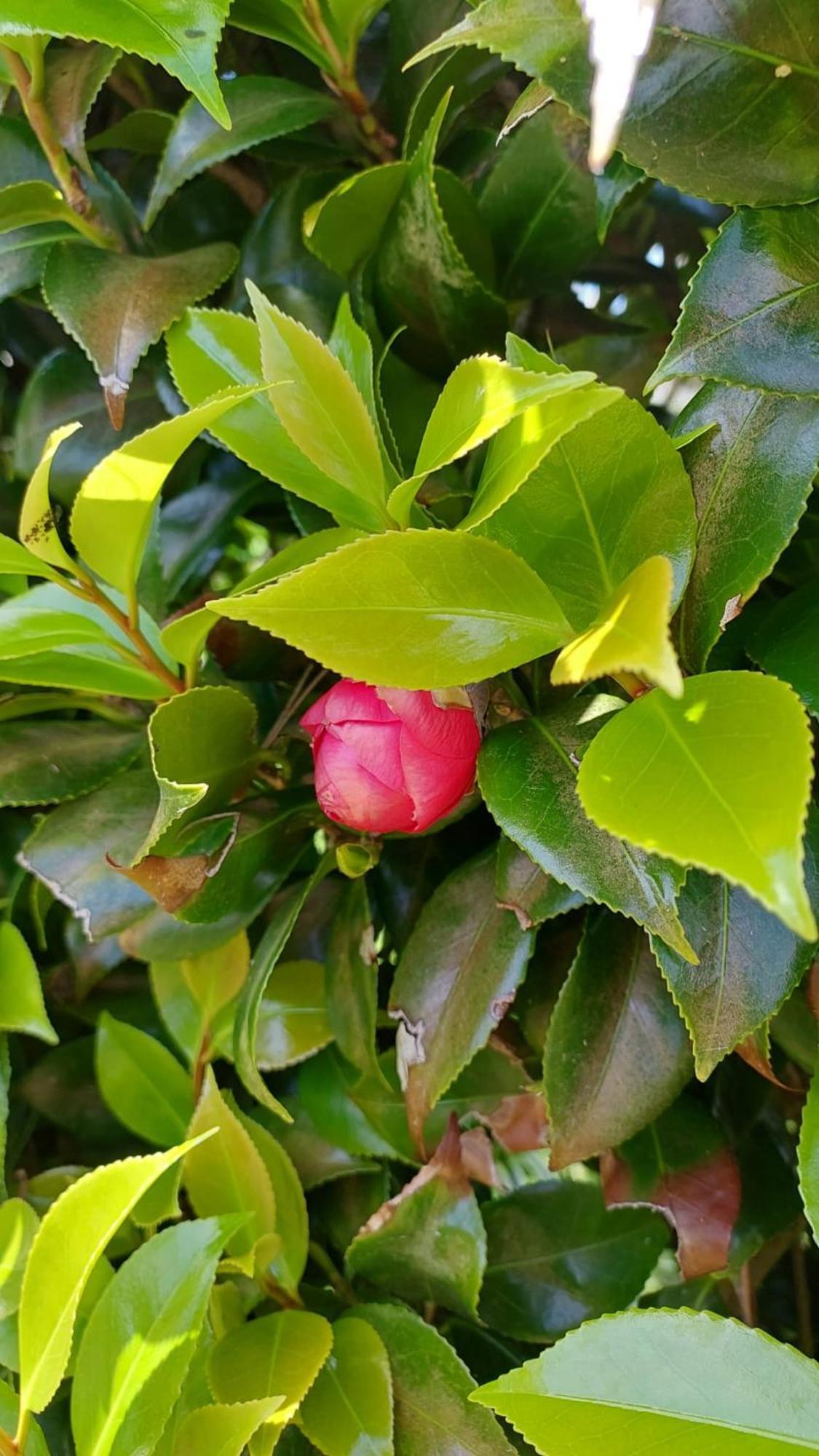 Retiro Das Camelias 1 Lajes das Flores Buitenkant foto