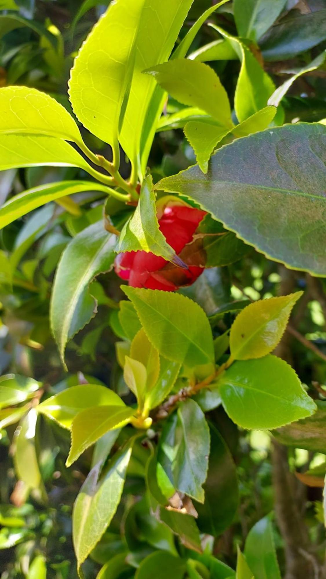 Retiro Das Camelias 1 Lajes das Flores Buitenkant foto