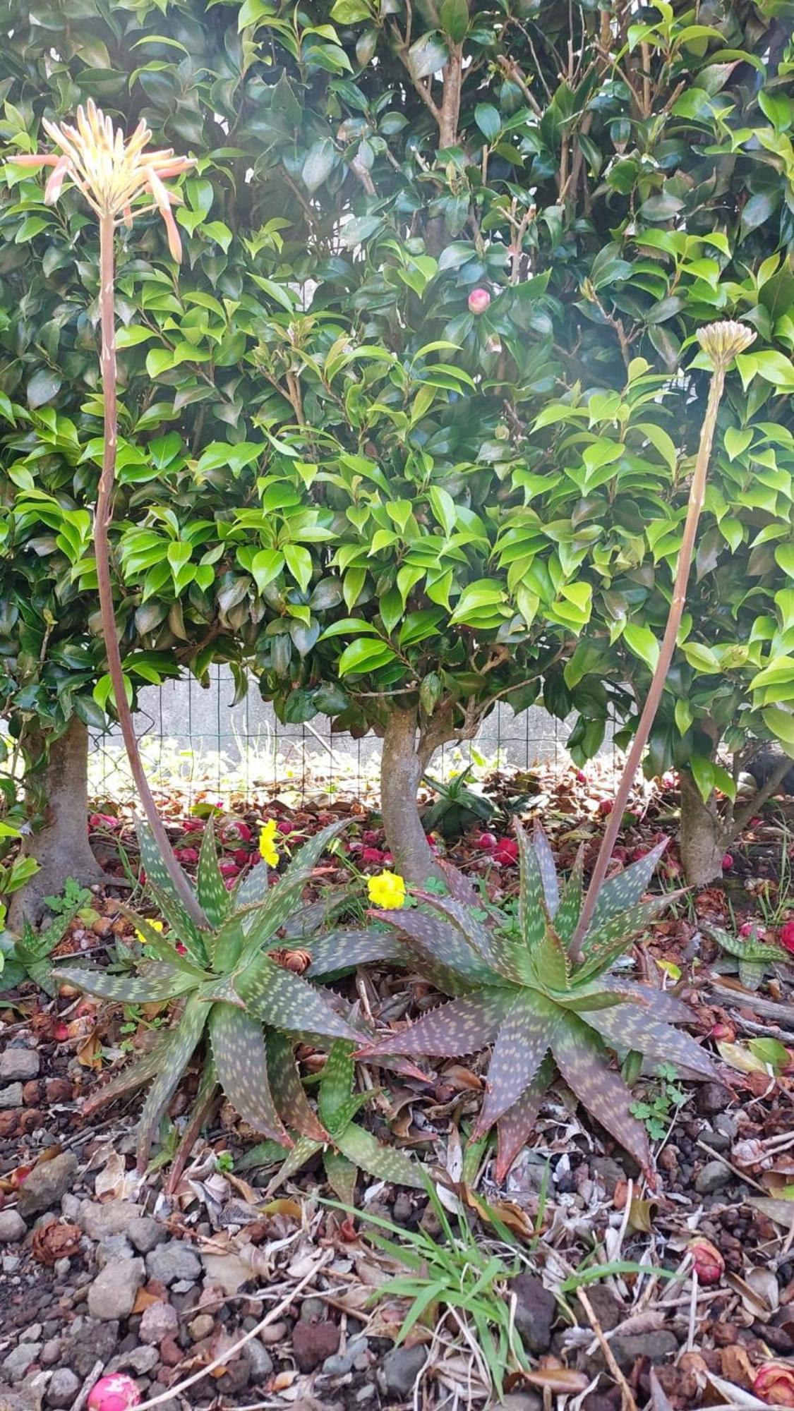 Retiro Das Camelias 1 Lajes das Flores Buitenkant foto